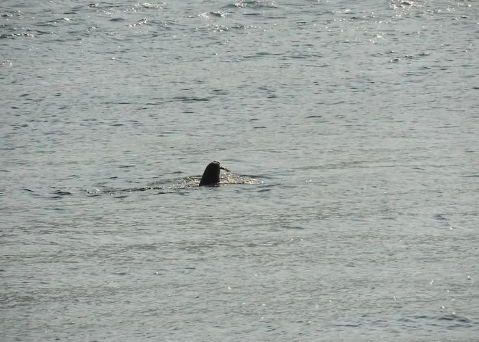 Stunning Tranquil With Private Pool 别墅 萨米